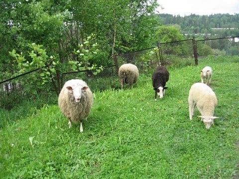What does 'feed my lambs' mean?